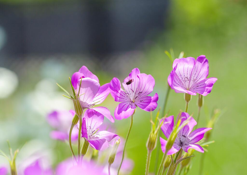 むらさきに色づく花