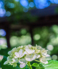 染谷菖蒲園