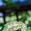 染谷菖蒲園