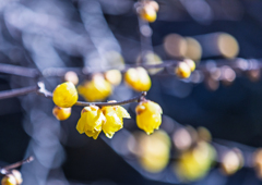 板倉・雷電神社