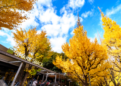 外苑・銀杏並木