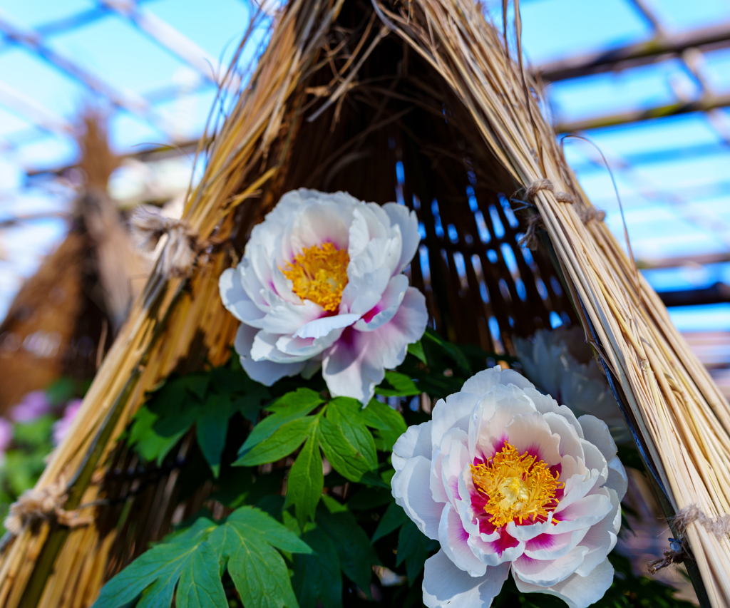 東照宮・寒牡丹