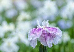 染谷菖蒲園