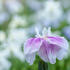 染谷菖蒲園