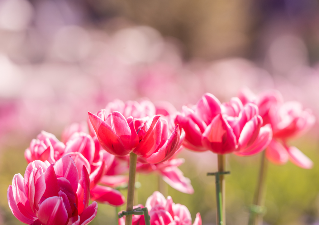 アンデルセン公園