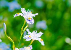 東御苑のシャガ