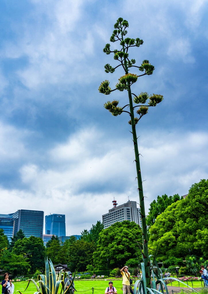 日比谷公園・リュウゼツラン