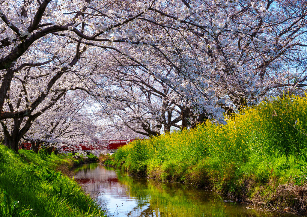 宮代・桜