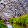 宮代・桜
