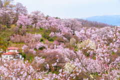 福島・花見山