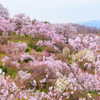 福島・花見山