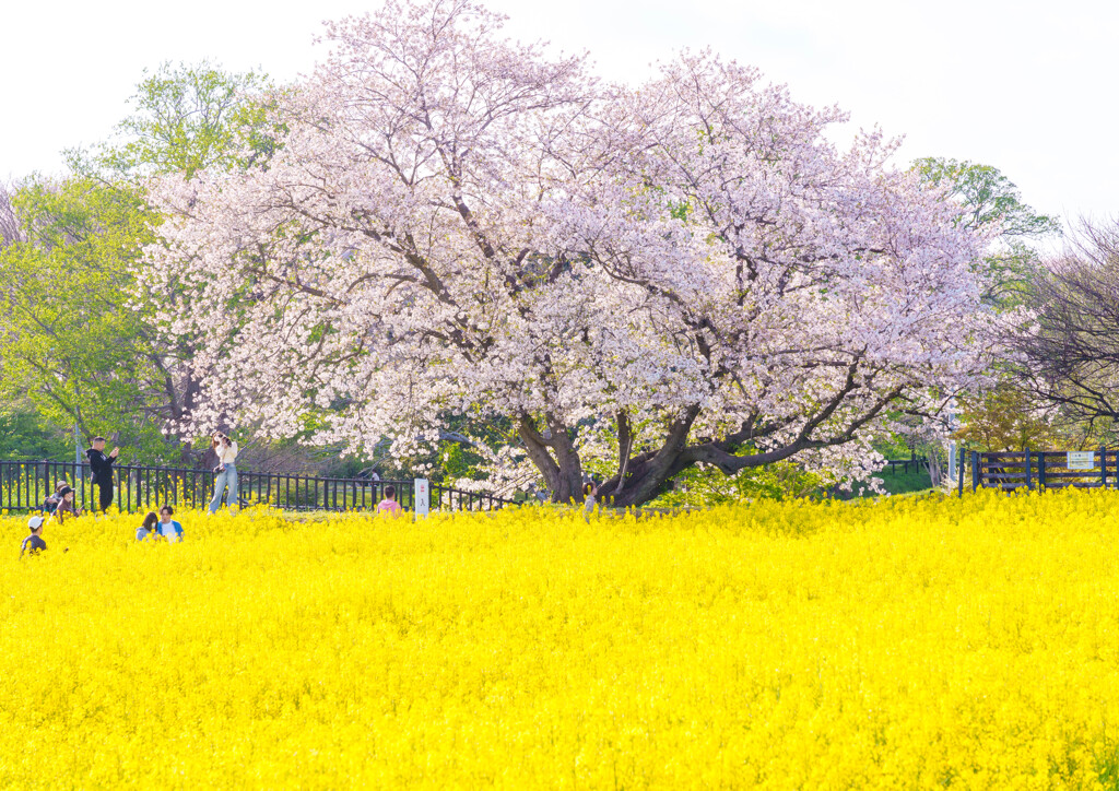 桜＆菜の花