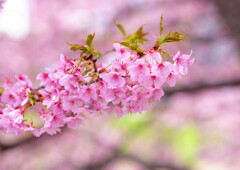 久喜・河津桜