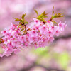 久喜・河津桜