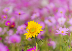 牛島・コスモス