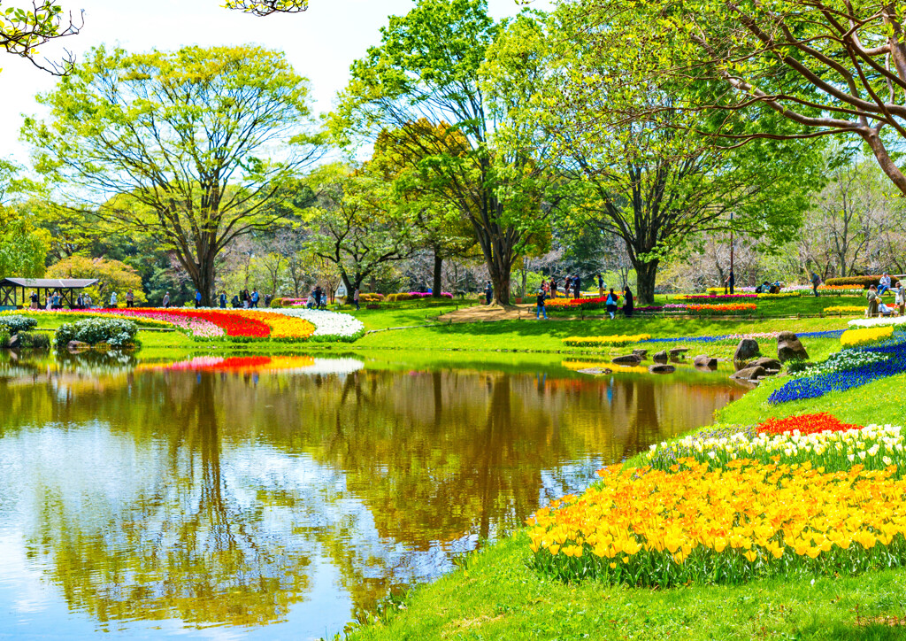 池とチューリップ
