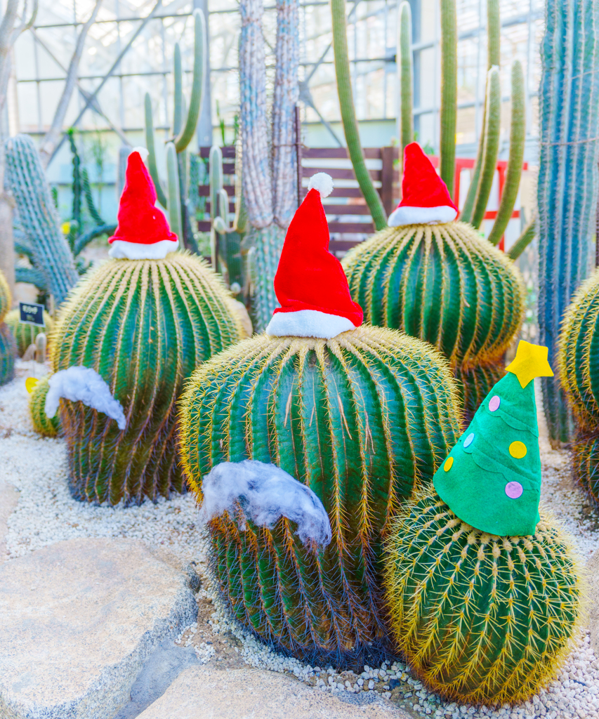 栃木花センター