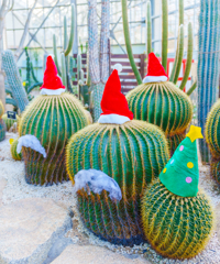 栃木花センター