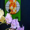 栃木花センター・胡蝶蘭
