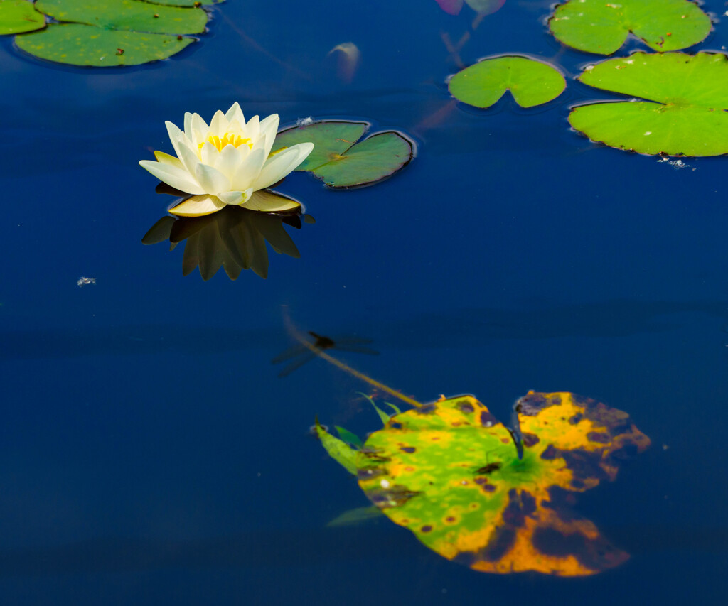 見沼自然公園に咲く睡蓮
