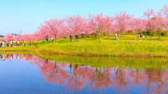 古河・花桃