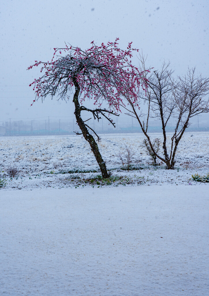 初雪