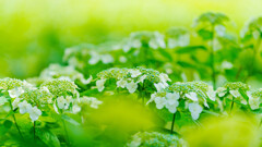 権現堂・紫陽花