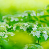 権現堂・紫陽花
