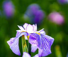 染谷菖蒲園
