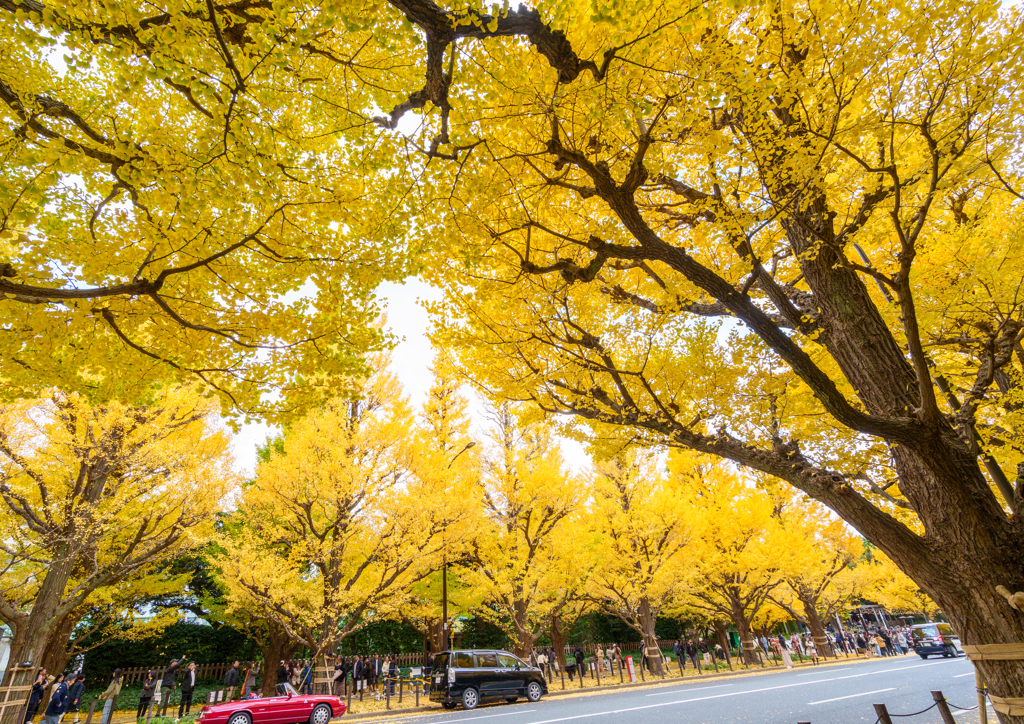 外苑・銀杏並木