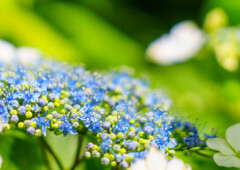 権現堂・紫陽花