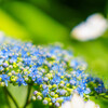 権現堂・紫陽花