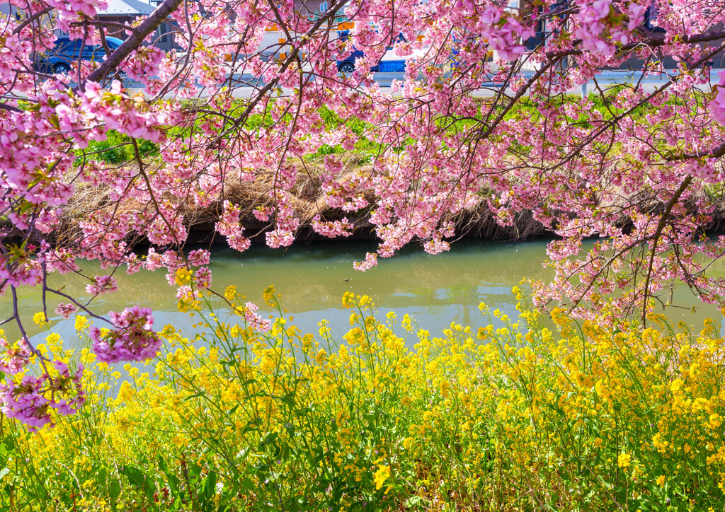 河津桜