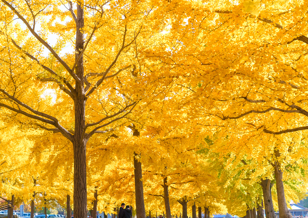 加須・花咲公園