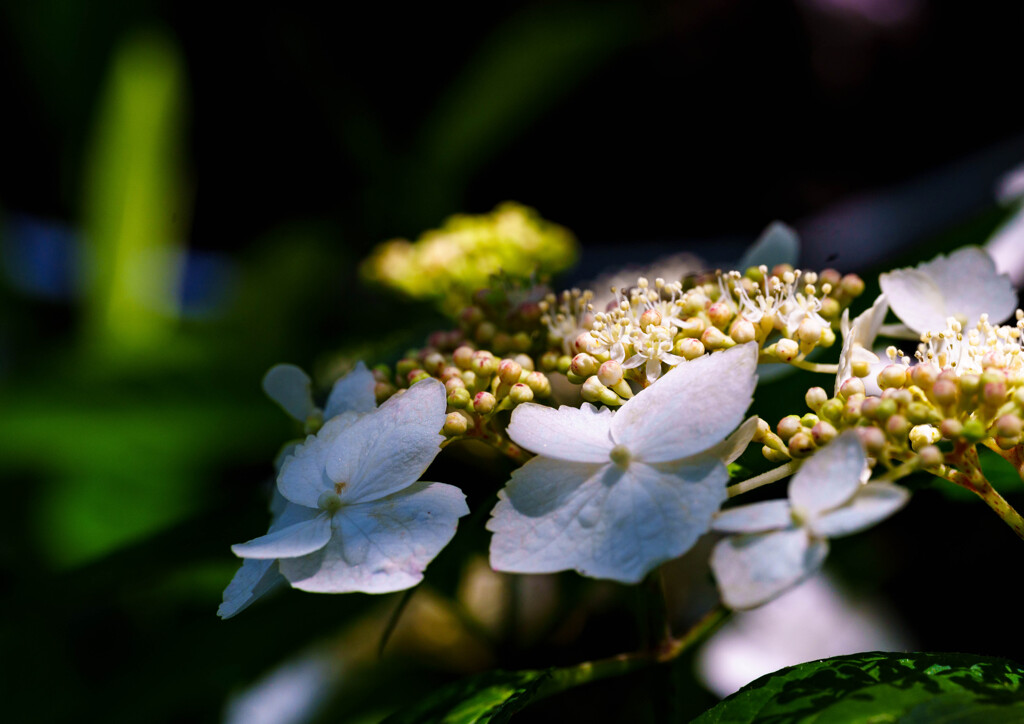 紫陽花の季節
