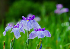 染谷菖蒲園