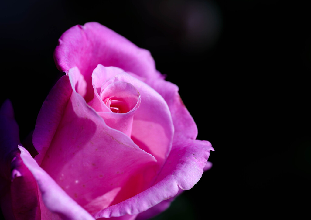 ピンク過ぎるバラ