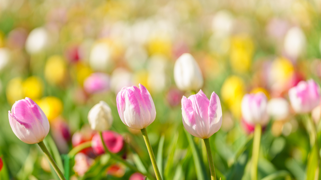 アンデルセン公園