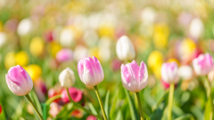 アンデルセン公園