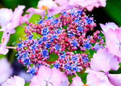 権現堂の紫陽花