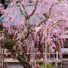太平山・大山寺