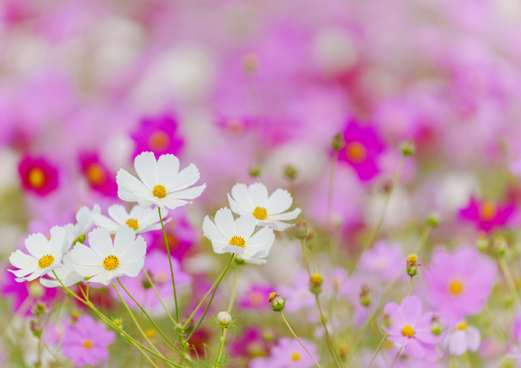 蓮田・コスモス