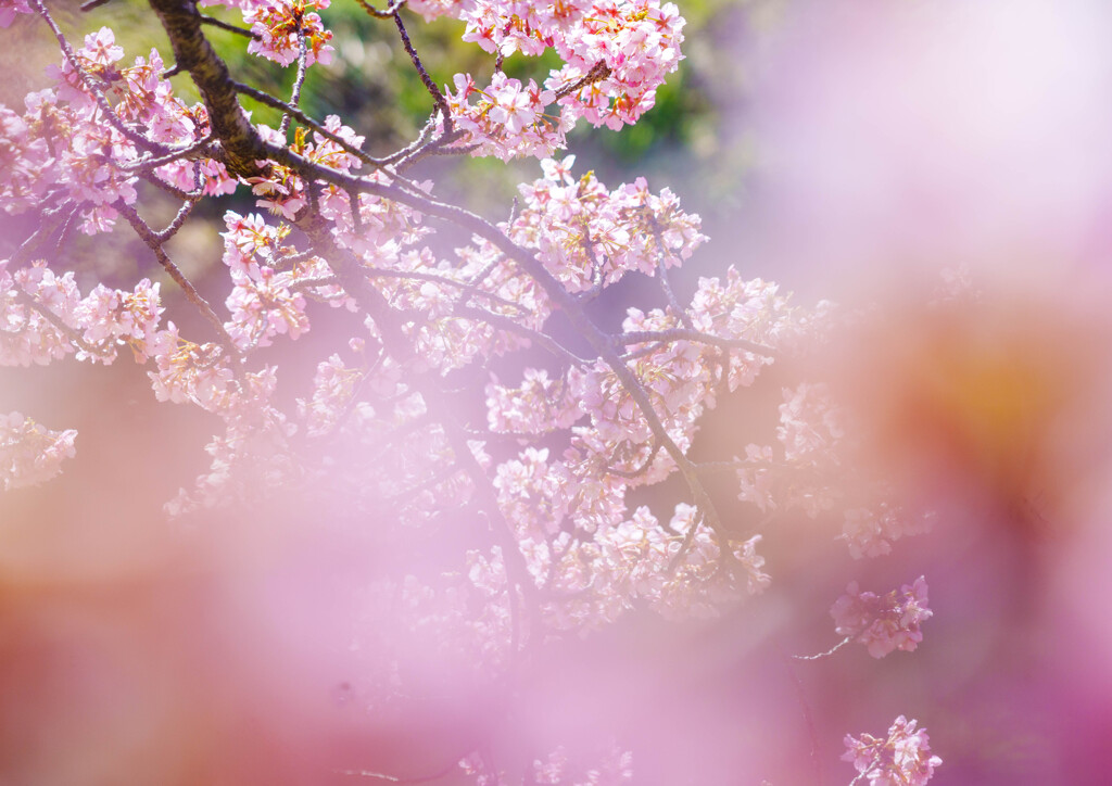 鷲宮・河津桜-00942