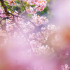 鷲宮・河津桜-00942
