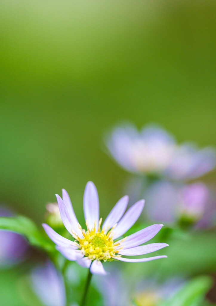 上野ぼたん苑にて