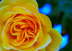 鮮やかな黄色いバラ
