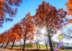 杉戸-メタセコイア