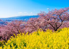 松田町・河津桜-00628