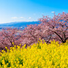 松田町・河津桜-00628
