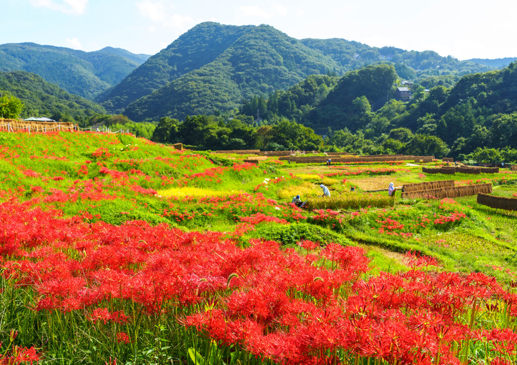 横瀬・彼岸花